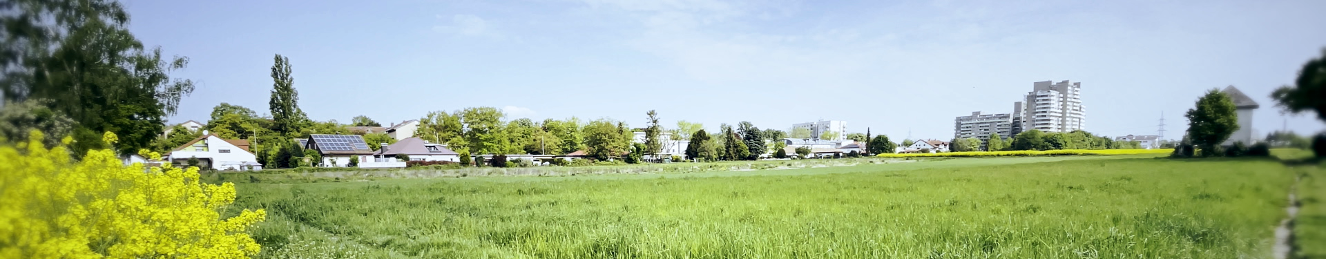 grundschule-hattersheim.de